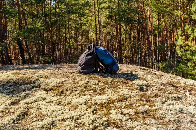 Dos mochilas en el suelo de un bosque de coníferas