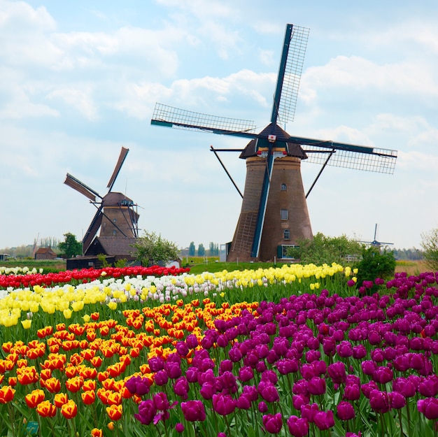 Dos molinos de viento holandeses sobre filas de campo de tulipanes, Países Bajos