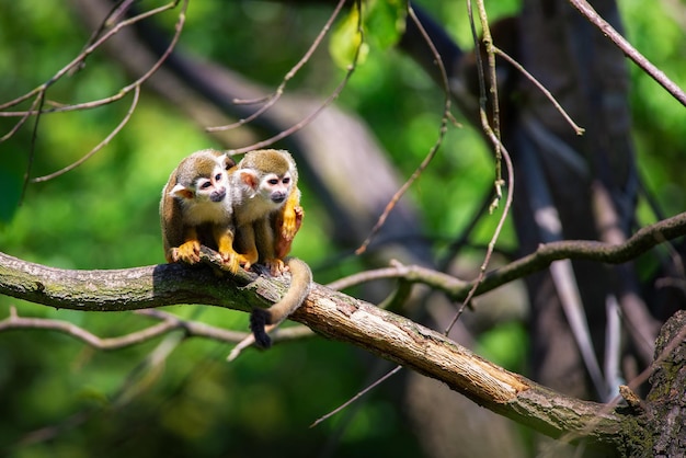 Dos monos ardilla comunes sentados en una rama de árbol