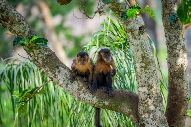 Dos monos capuchinos copetudos