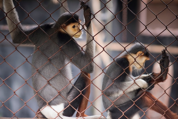 Dos monos están en un zoológico con una barrera de púas