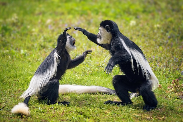 Dos monos guereza cubiertos peleando en hierba