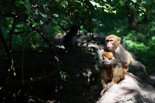 Dos monos, madre y bebé en hábitat natural.