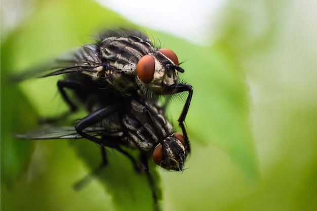 Dos moscas en una hoja verde Una mosca se sienta en otra foto Super macro de insectos Proceso de reproducción de insectos Concepto de mundo macro