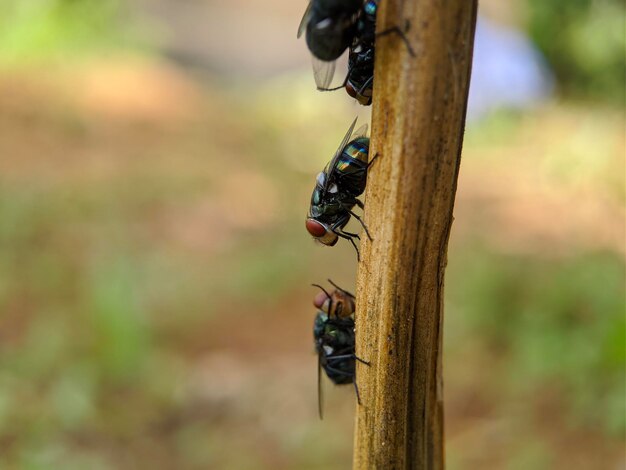 Dos moscas en un palo, una de las cuales es azul y roja.