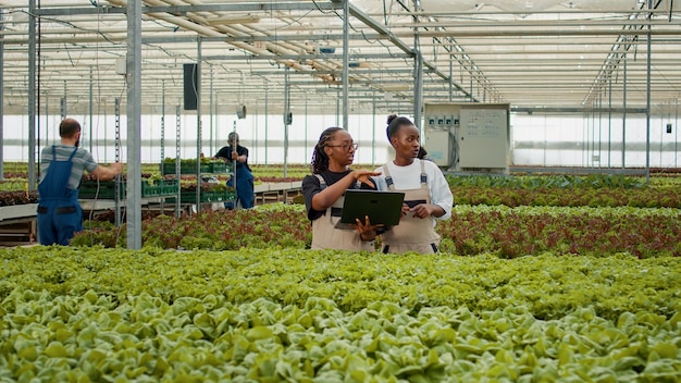 Dos mujeres afroamericanas que sostienen una computadora portátil para administrar pedidos en línea de cultivos cosechados en invernadero. Cultivadores de plantas de granja de verduras que usan computadoras portátiles hablando de cosechar lechuga orgánica.