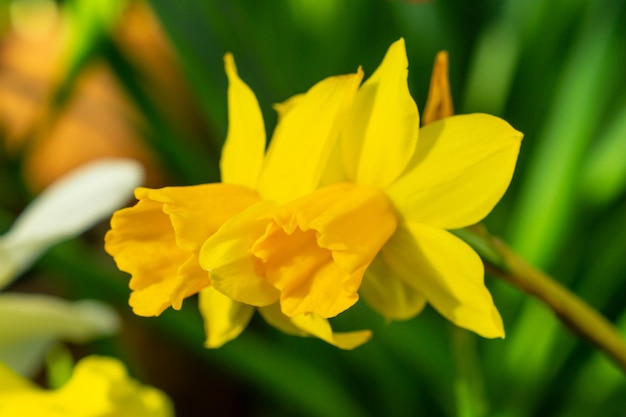 Dos narcisos en el jardín