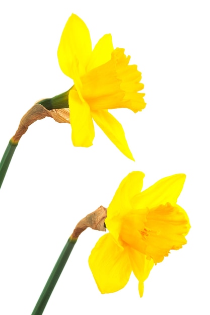 dos narcisos