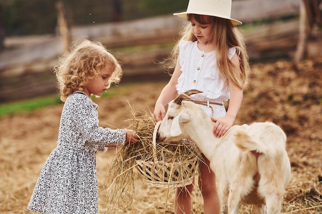 Dos niñas juntas en la granja en verano pasando el fin de semana con cabras