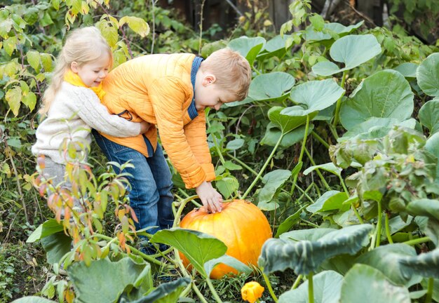 Dos niños divirtiéndose recogiendo una gran calabaza amarilla que crece en el jardín. Cosecha de otoño