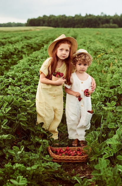 Dos niños lindos niño y niña cosechando fresas en el campo y divirtiéndose