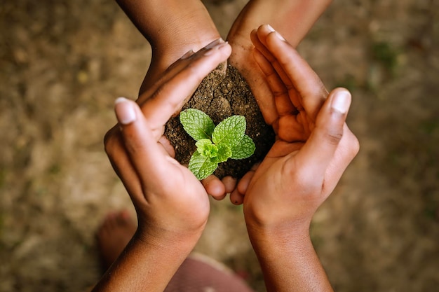 Foto dos niños sosteniendo juntos a los jóvenes de una pequeña planta