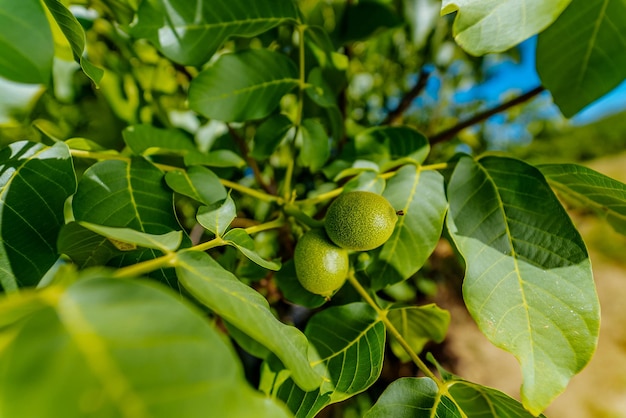 Dos nueces verdes que crecen en una rama de árbol de cerca