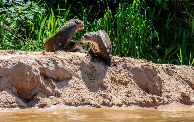 Dos nutrias yacen en la arena de la orilla del río.