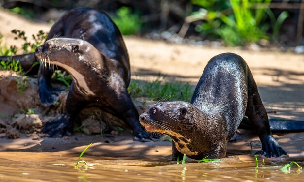 Dos nutrias yacen en la arena de la orilla del río.