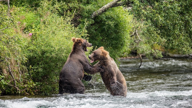 Dos osos pardos luchan por un lugar en el río para pescar
