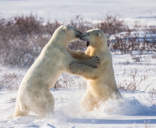 Dos osos polares juegan entre sí en la tundra. Canadá.