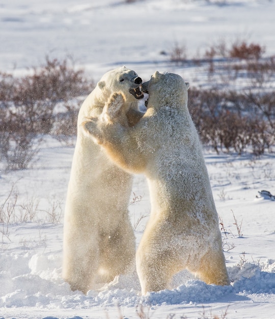 Dos osos polares juegan entre sí en la tundra. Canadá.