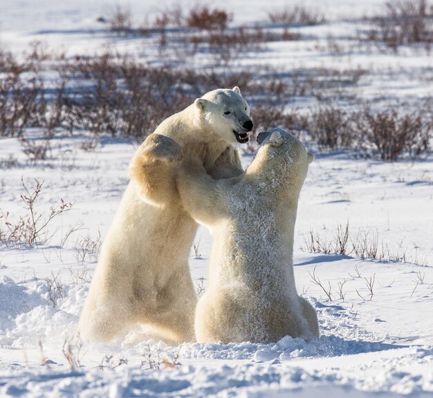 Dos osos polares juegan entre sí en la tundra. Canadá.