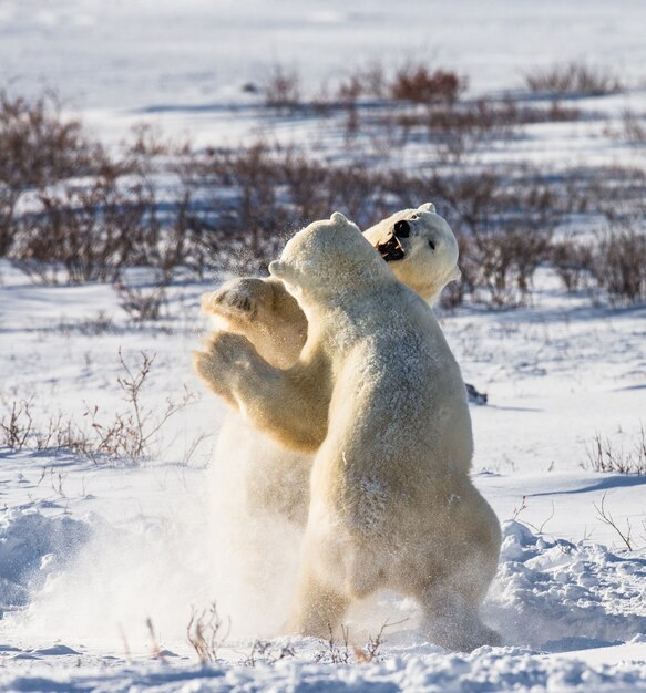 Dos osos polares juegan entre sí en la tundra. Canadá.