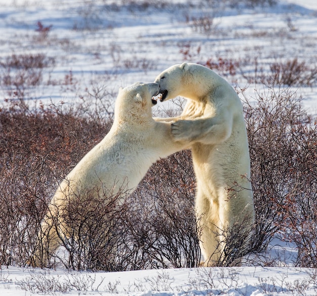 Dos osos polares juegan entre sí en la tundra. Canadá.