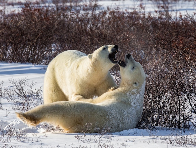 Dos osos polares juegan entre sí en la tundra. Canadá.