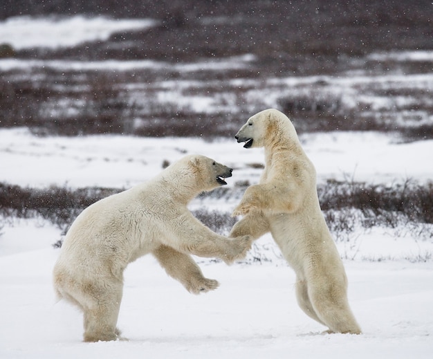 Dos osos polares juegan entre sí en la tundra. Canadá.