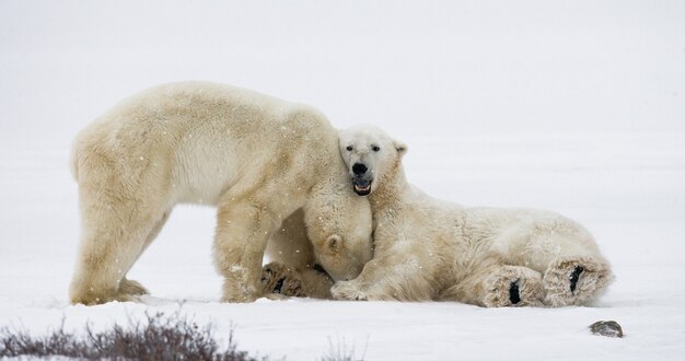 Dos osos polares juegan entre sí en la tundra. Canadá.
