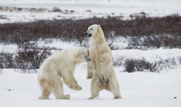 Dos osos polares juegan entre sí en la tundra. Canadá.