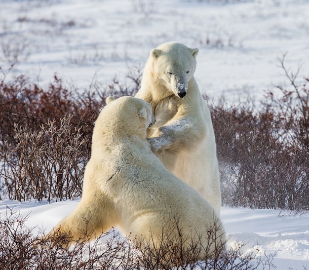 Dos osos polares juegan entre sí en la tundra. Canadá.