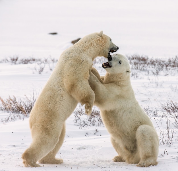 Dos osos polares juegan entre sí en la tundra. Canadá.