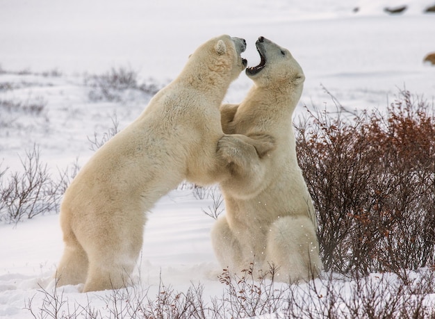 Dos osos polares juegan entre sí en la tundra. Canadá.