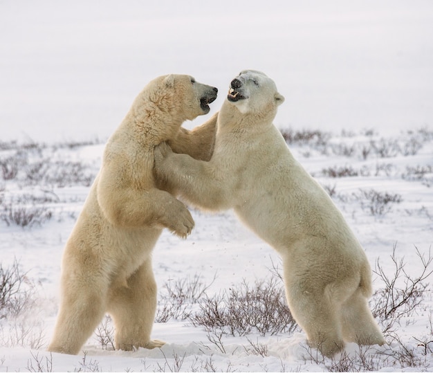 Dos osos polares juegan entre sí en la tundra. Canadá.