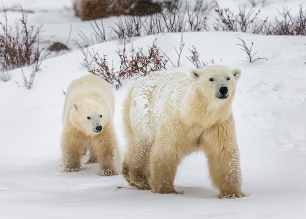 Dos osos polares jugando entre sí en la nieve.