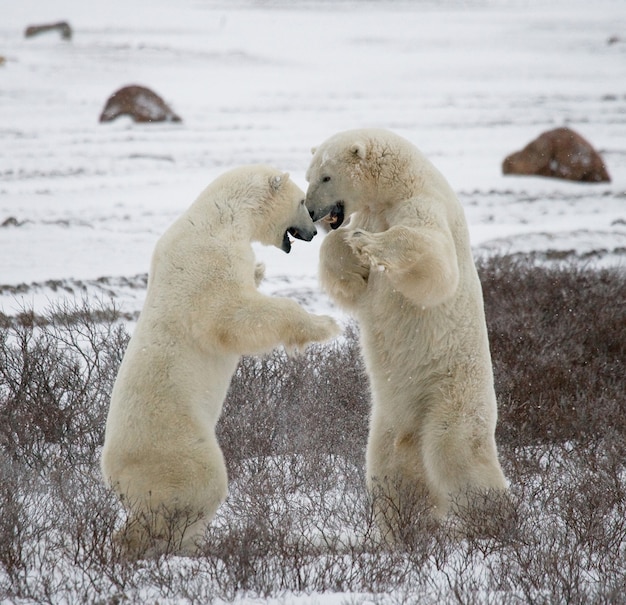 Dos osos polares jugando entre sí en la nieve.