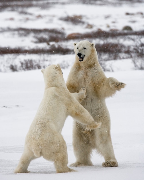 Dos osos polares jugando entre sí en la nieve.