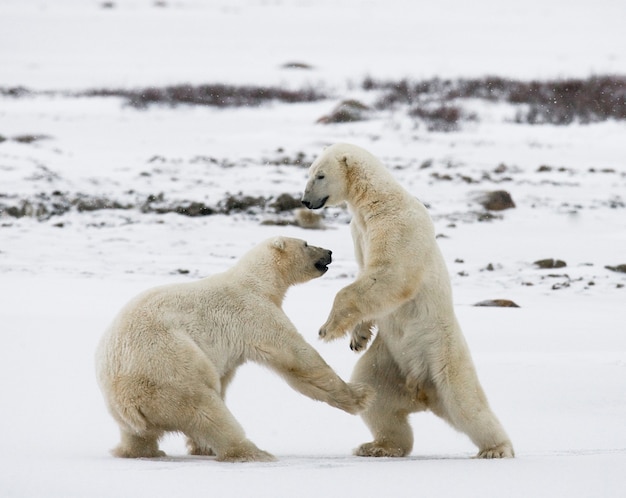 Dos osos polares jugando entre sí en la nieve.