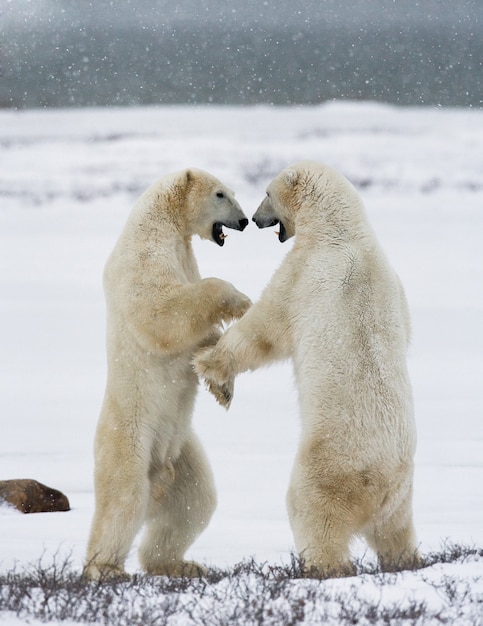 Dos osos polares jugando entre sí en la nieve.