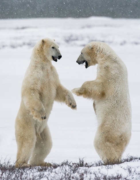 Dos osos polares jugando entre sí en la nieve.