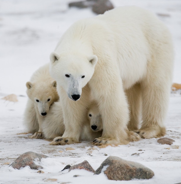 Dos osos polares jugando entre sí en la nieve.