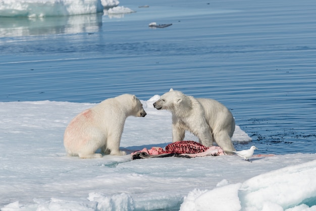 Dos osos polares salvajes comiendo foca muerta en el hielo al norte de la isla Spitsbergen, Svalbard