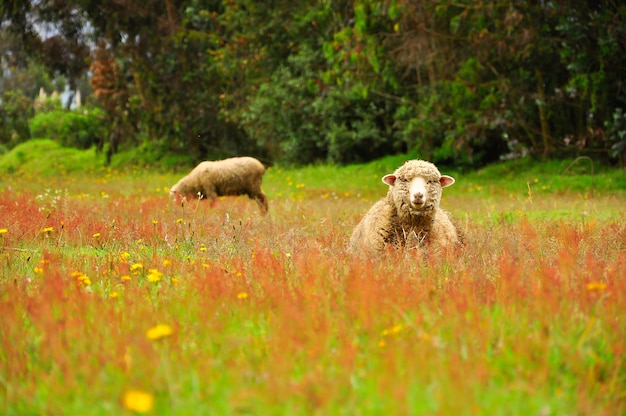 Dos ovejas en un campo en verano