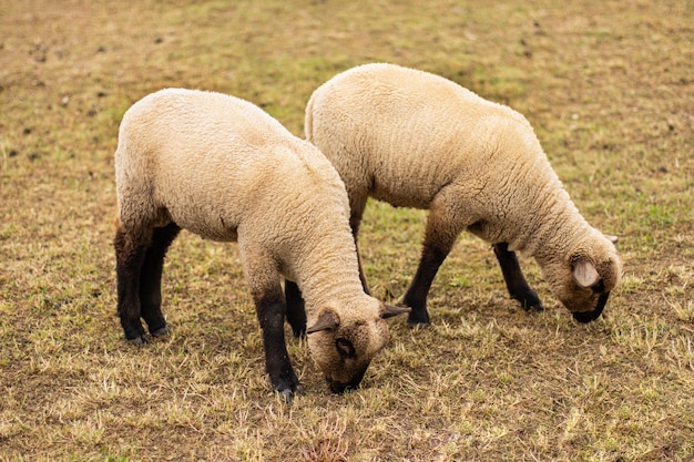dos ovejas jóvenes comen hierba seca en el campo. Postal de primer plano