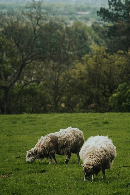 Foto dos ovejas muy mullidas pastando en un campo