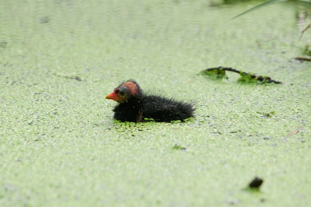 Dos pajaritos flotando en el agua.