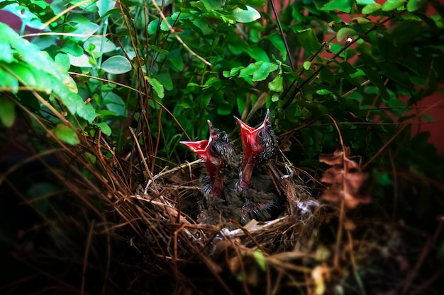Dos pajaritos hambrientos en el nido. Los pájaros bebés abren la boca y esperan la comida de sus padres.
