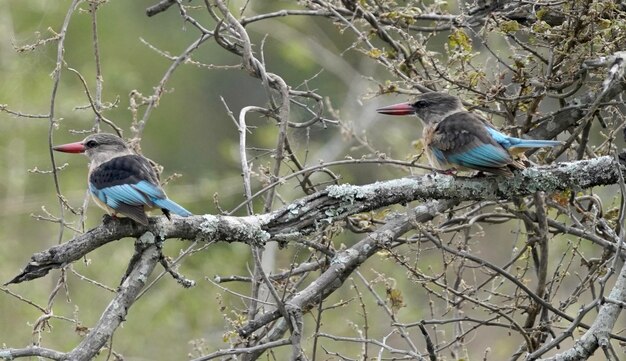 Foto dos pájaros azules en una rama