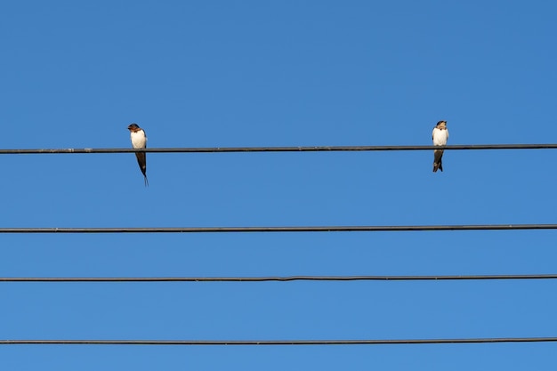 Dos pájaros en cable eléctrico con fondo de cielo azul