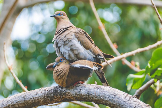 Foto dos pájaros copulando en una rama