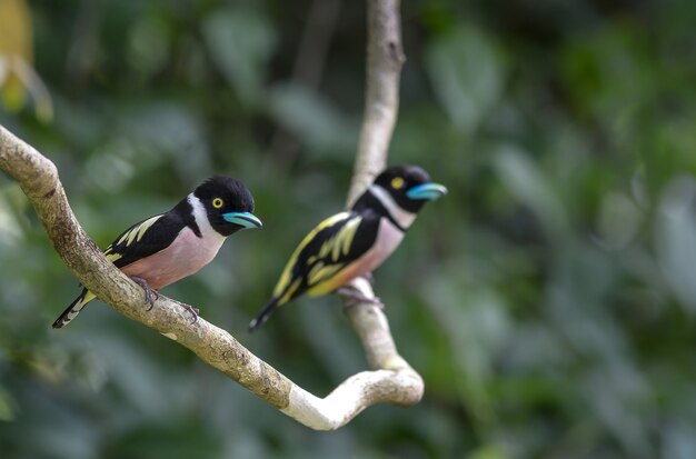 Dos pájaros encantadores